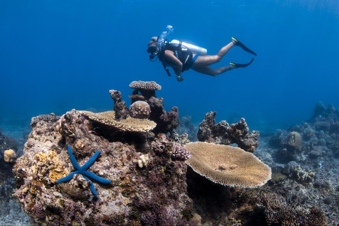 Diving at Riau archipelago