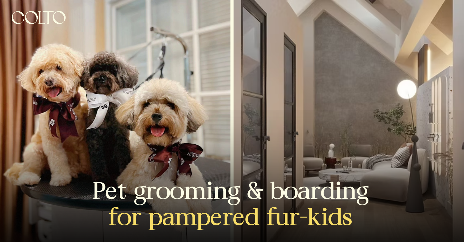 From spa days to luxe stays: a guide to Singapore’s best pet grooming and boarding service