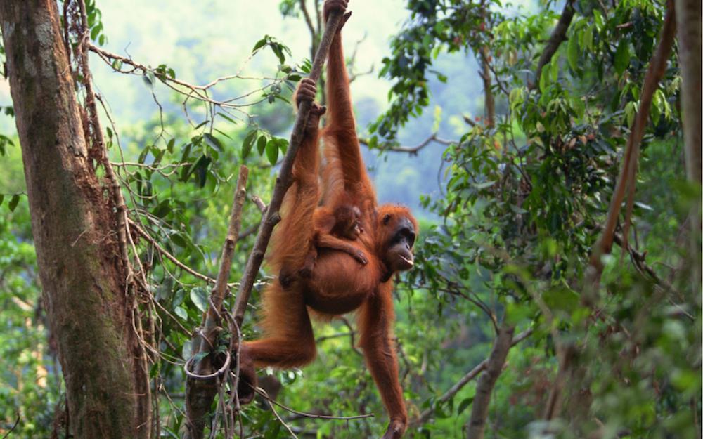 2025 luxury adventures asia - sebangau national park